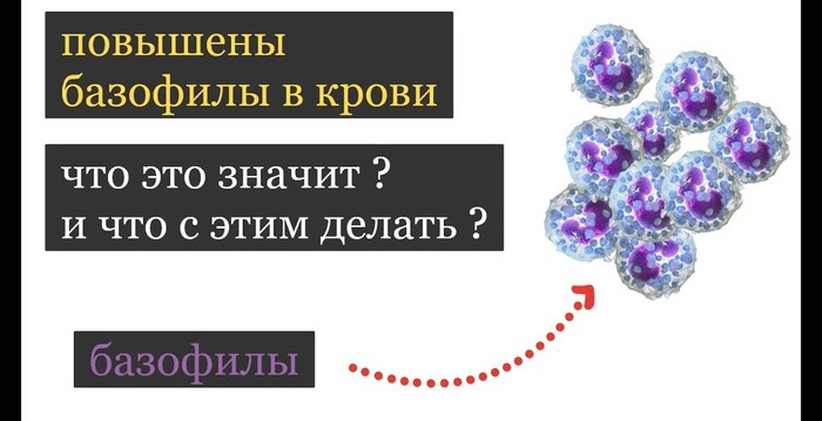 Базофилы повышены у женщины причины. Повышение базофилов. Базофилы повышены. Базофилы повышены у женщины. Базофилы в крови повышены.