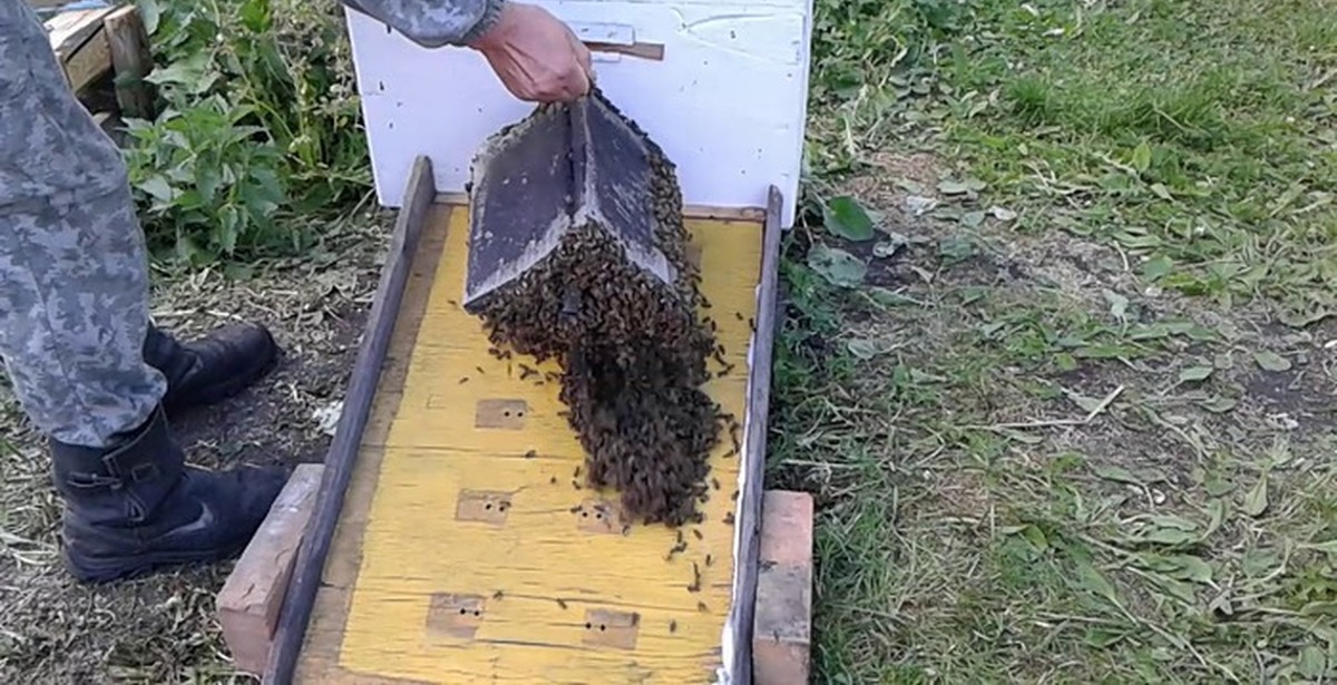Пчелы на высадку. Рой пчелиный в роевни. Роевня ЛОВУШКА для пчел. Улей роевня. Рой пчел в роевне.