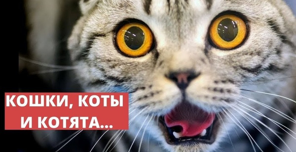 Какик. Коты. Смешные кошачьи морды. Испуганный кот.