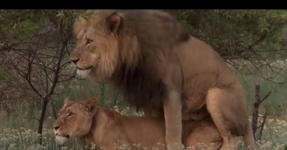 Спаривание льва. Львы спариваются. Животные сношениях с людьми. Спаривание Львов. Львы и самки в природе.