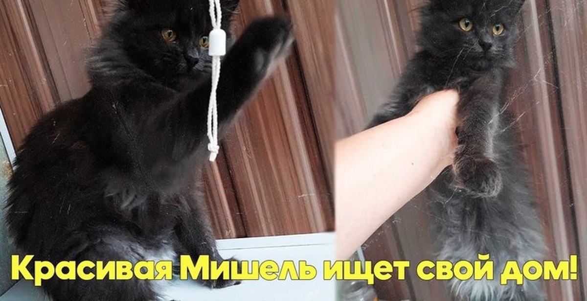 Хозяева луганска. Хозяева луганска
